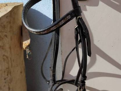 Bild 3:Reithalfter