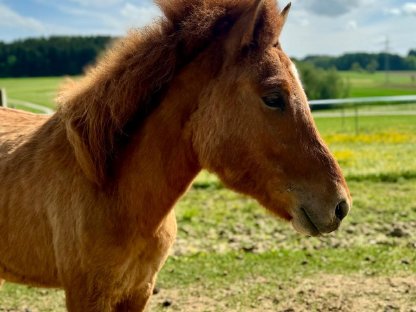 Großer Isländer Junghengst Fuchsfalbe zu verkaufen, 2023 geb