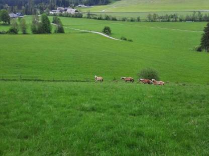 Haflinger Hengstjährlinge