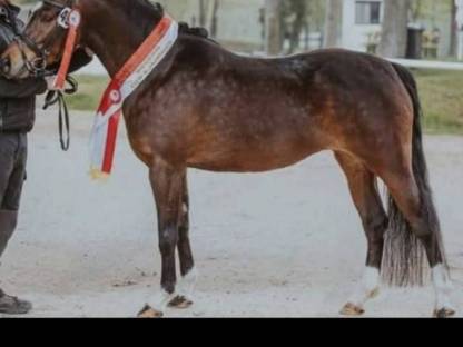 Bild 6:Deutsches Reitpony