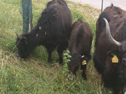 Bild 5:Yak-Kälber