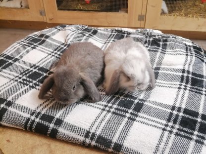 Bild 2:Zwergkaninchen Zwergwidder