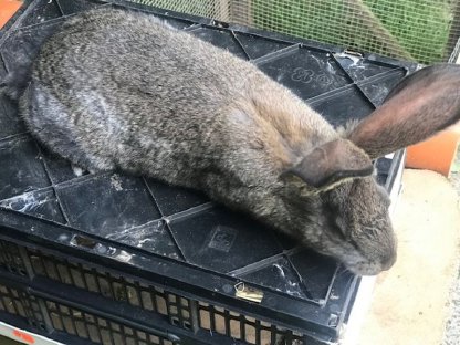 Bild 5:Junge Stallhasen Deutscher Riese