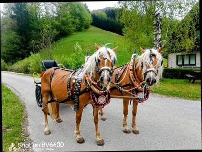Bild 2:Haflinger