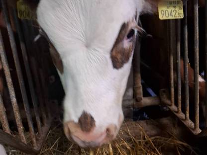 Bio Normande/Fleckvieh Kalb