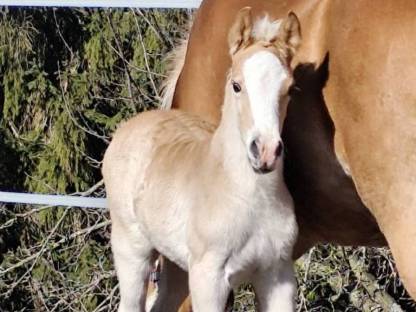 Haflinger Hengstfohlen