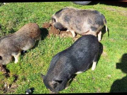 Hängebauchschweine