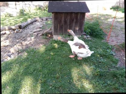 Bild 3:Pommern Gans
