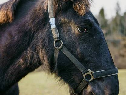 Bild 6:Noriker, Stute, 1 Jahr, Lendentiger, sozial und ruhig