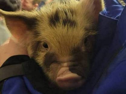 Kune Kune Schweine