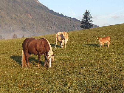 Verkaufe 2 Haflinger als Beisteller