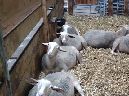 Lacaune Milchschaf Zucht - Herdebuch, BIO