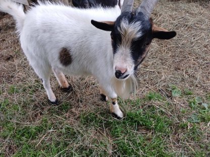 Mini Zwergziegenbock