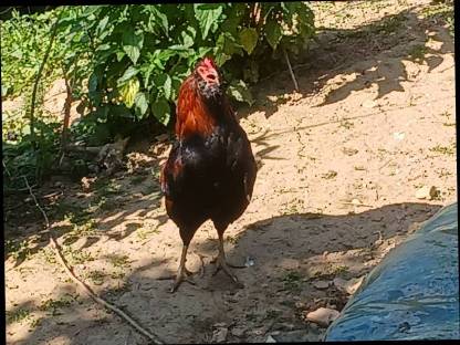 Bild 3:Araucana-Grünleger-Hähne