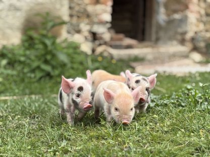 Warum Kune Kune besser sind als 'Minischweine'