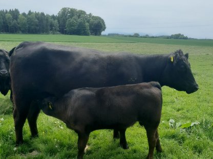 Aberdeen Angus Kuh