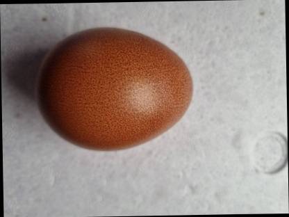 Bruteier von Marans