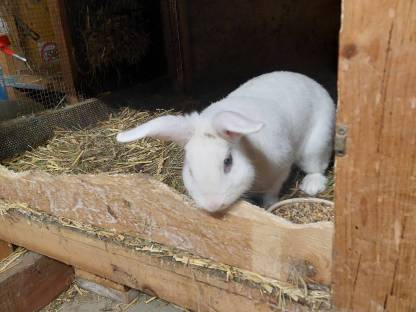 Zwergmischling Hase