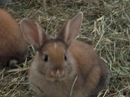 Bild 4:Kaninchenbabys zu verkaufen