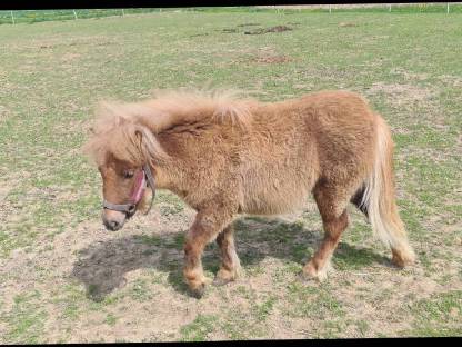 Bild 3:Shetlandpony Stute