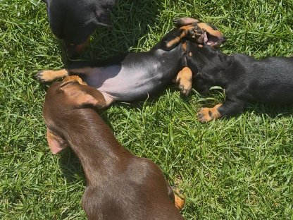 Bild 2:Tolle Begleiter Fürs Leben