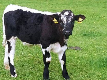 Pustertaler Sprinzen Stierkalb