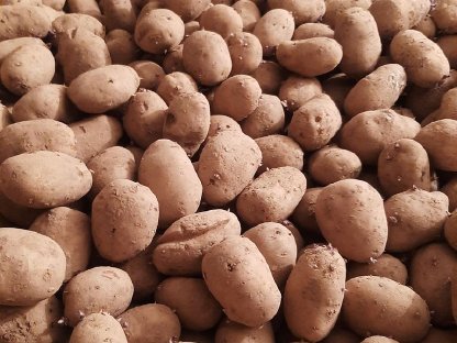 Futterkartoffel Futtererdäpfel