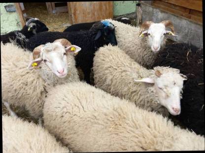 Bild 3:Waldschaf Widder