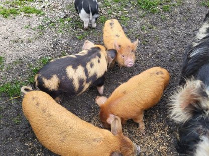 Bild 2:Kune Kune Schweinchen