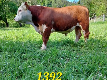 Hereford-Stier