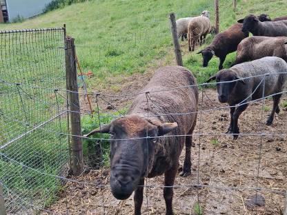 Jura Widder