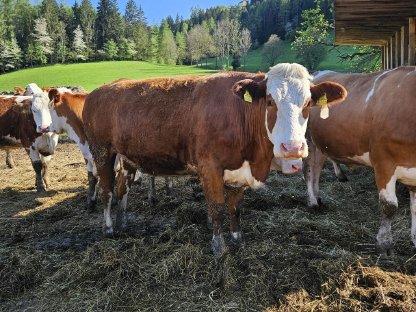 Tragende BIO Fleckvieh Kalbin