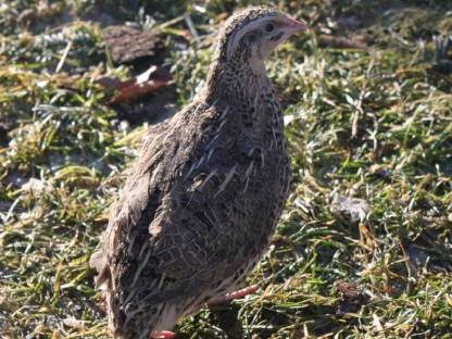 Bild 2:Japanische Legewachteln