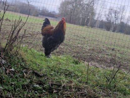 Bild 7:Brahma & Zwergseidenhühner Bruteier