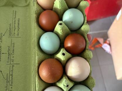 Bild 7:Bruteier Buntleger