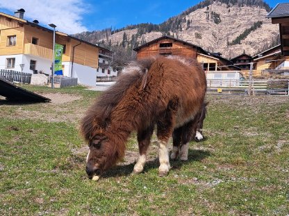 Bild 2:Mini-Shetty-Stute