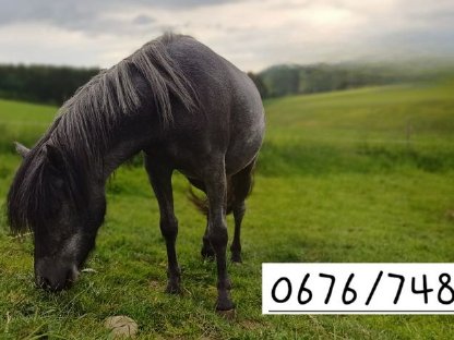 Ponystute