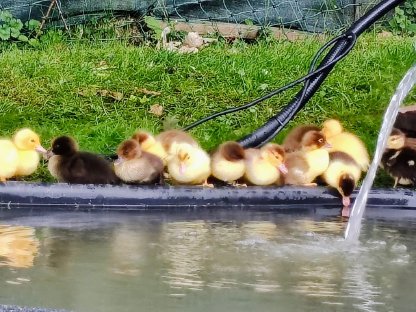 Stummenten