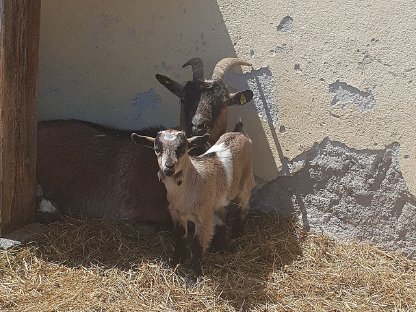 Bild 4:Zwergziegenkitze zu verkaufen