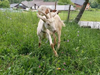 Ziege weiblich