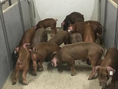 Duroc-Ferkel
