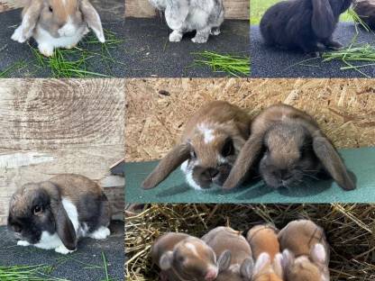 Bild 2:Zwergkaninchen