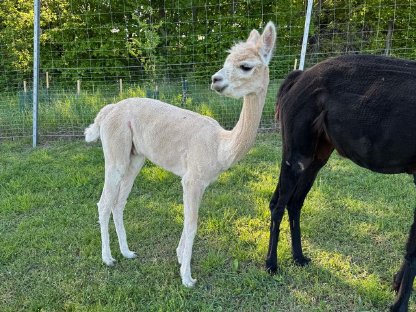 Bild 5:Alpaka Junghengste