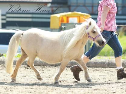 Bild 2:Minishetty Stute