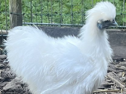 Seidenhahn weiß, 3 Monate alt