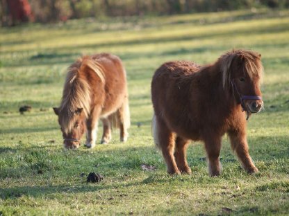 Minishetlandponys abzugeben