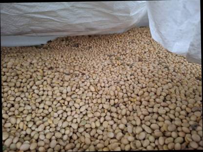 Bild 3:Sojabohne 4211 Alberndorf Futtersoja Vollsoja