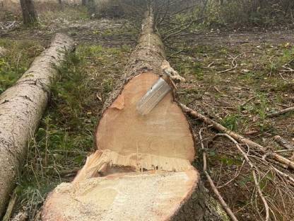 Bild 2:Holzschlägerung und Erdbewegung, Forstwegebau