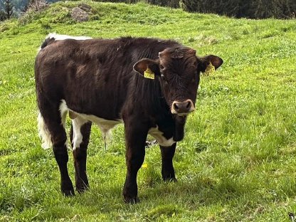 Bild 4:Mutterkuh mit Stier Kalb