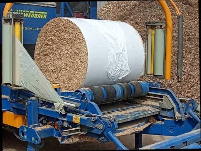 Miscanthus / Elefantengras 2025